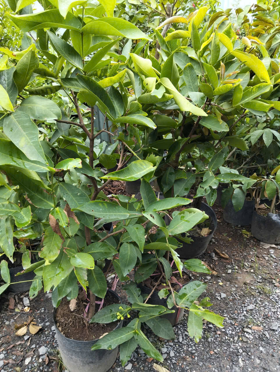 cây mận Thái xanh trồng chậu